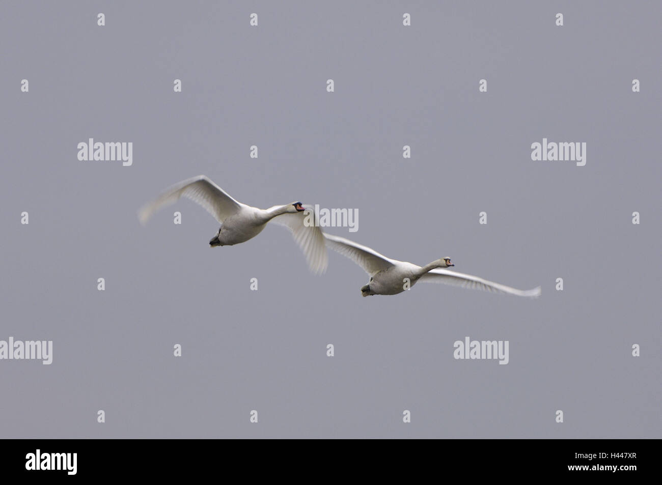 Cygnes bosse, Cygnus olor, vol, Banque D'Images