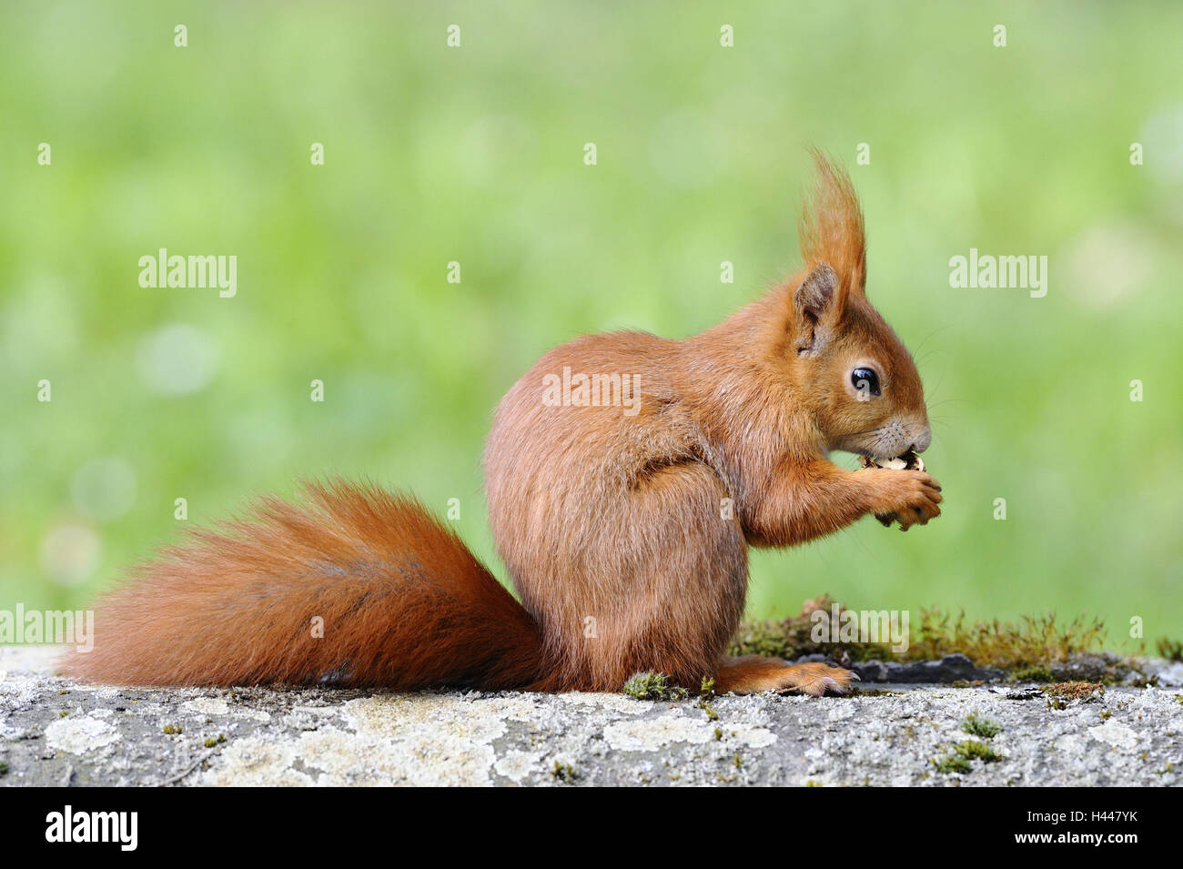 Que mangent les écureuils Banque de photographies et d’images à haute résolution Alamy