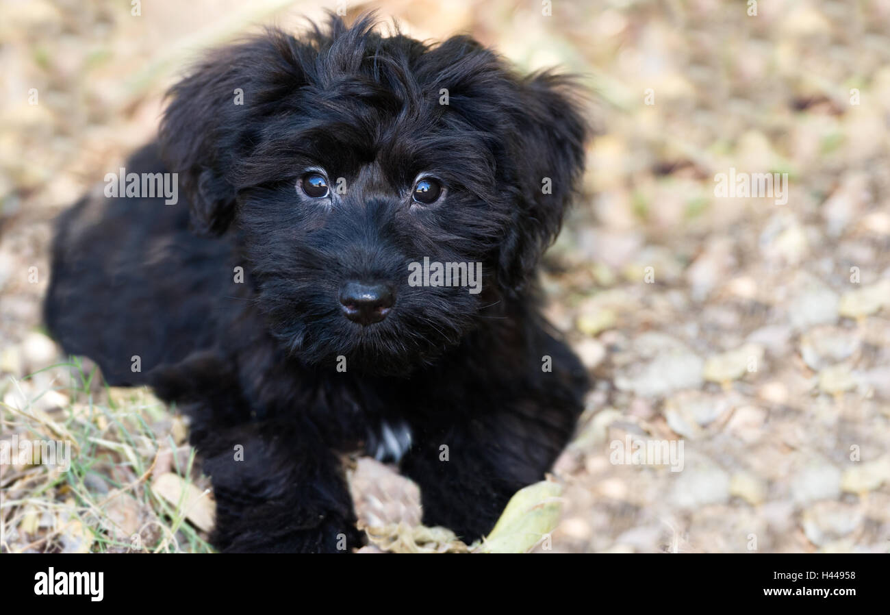 Chien chiot mignon est un adorable petit chien noir moelleux à l'extérieur aussi jolie qu'un animal peut regarder. Banque D'Images