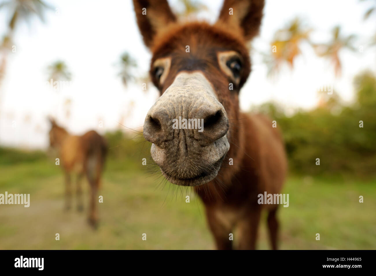 Donkey est un mignon drôle âne bébé coller son nez dans votre visage. Banque D'Images