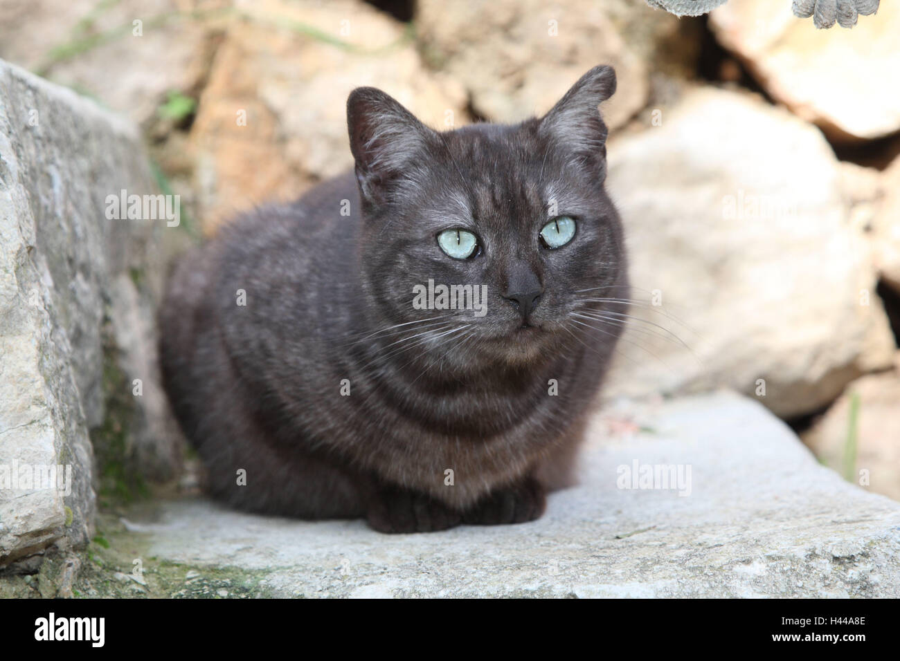 Chat Gris Foncé Des Yeux Bleu Clair Crouch Escaliers D
