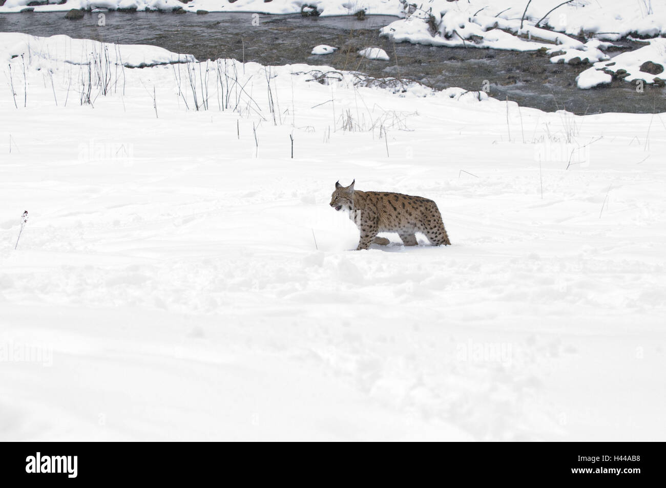 Le lynx, Lynx lynx, neige, rendez-vous, vue latérale, Big cat, predator, des mammifères, des animaux, de l'attention, de vigilance, la curiosité, la reproduction, l'espèce animale, menace, menace, la protection des espèces menacées, Frei-vie, petit homme, parc national, hiver, froid, Slovaquie, désert, monde animal, animal sauvage, Brook, enneigées, corps entier, Banque D'Images