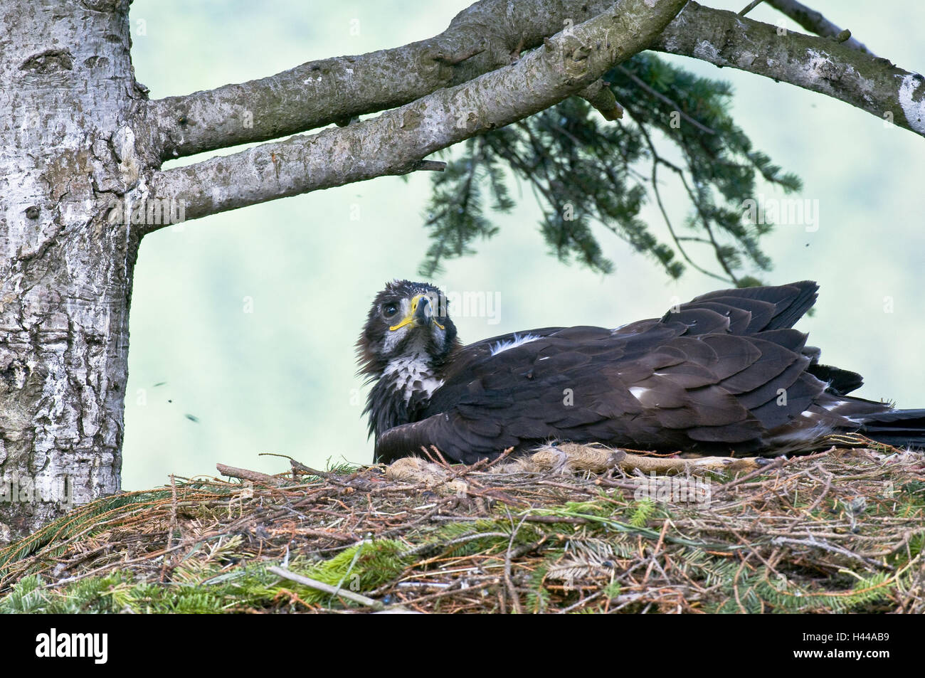 Les aigles de pierre, jeune animal, vue latérale, d'aigle, s'asseoir, Mau Reportage, la pierre d'aigle, oiseau de proie, oiseau de proie, prédateur, genre de proies d'oiseaux, l'aigle, femme, l'espèce animale, menace, menace, la protection des espèces menacées, arbre, branches, arbre, nid, nid de l'arbre à l'extérieur, faune, medium close-up, nid, nichée, de la faune, de la Slovaquie, Banque D'Images