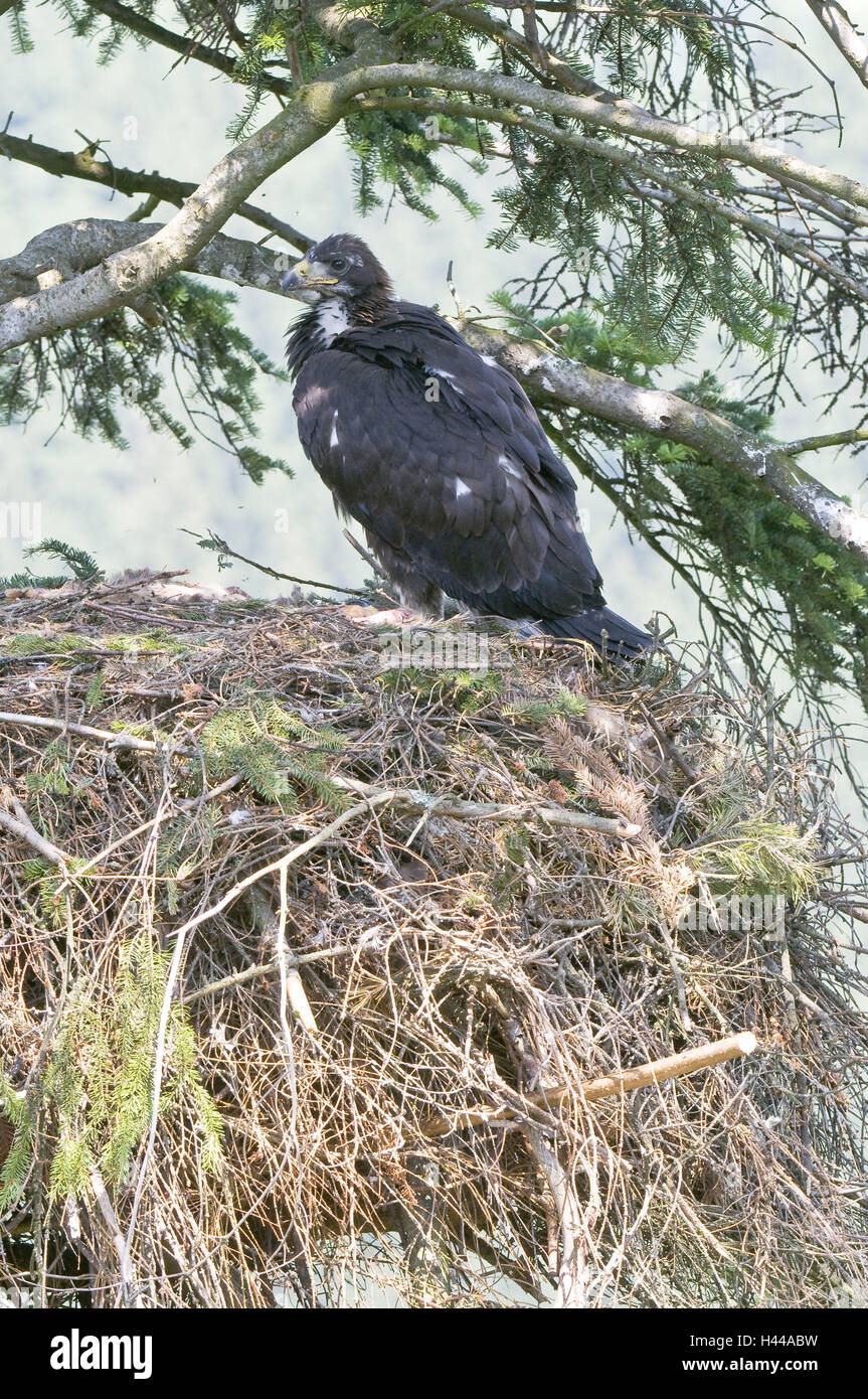 Les aigles de pierre, jeune animal, vue de côté, s'asseoir, aerie, Mau Reportage, la pierre d'aigle, oiseau de proie, oiseau de proie, prédateur, genre de proies d'oiseaux, l'aigle, femme, l'espèce animale, menace, menace, la protection des espèces menacées, arbre, branches, arbre, nid, nid de l'arbre à l'extérieur, faune, medium close-up, nid, nichée, de la faune, de la Slovaquie, Banque D'Images