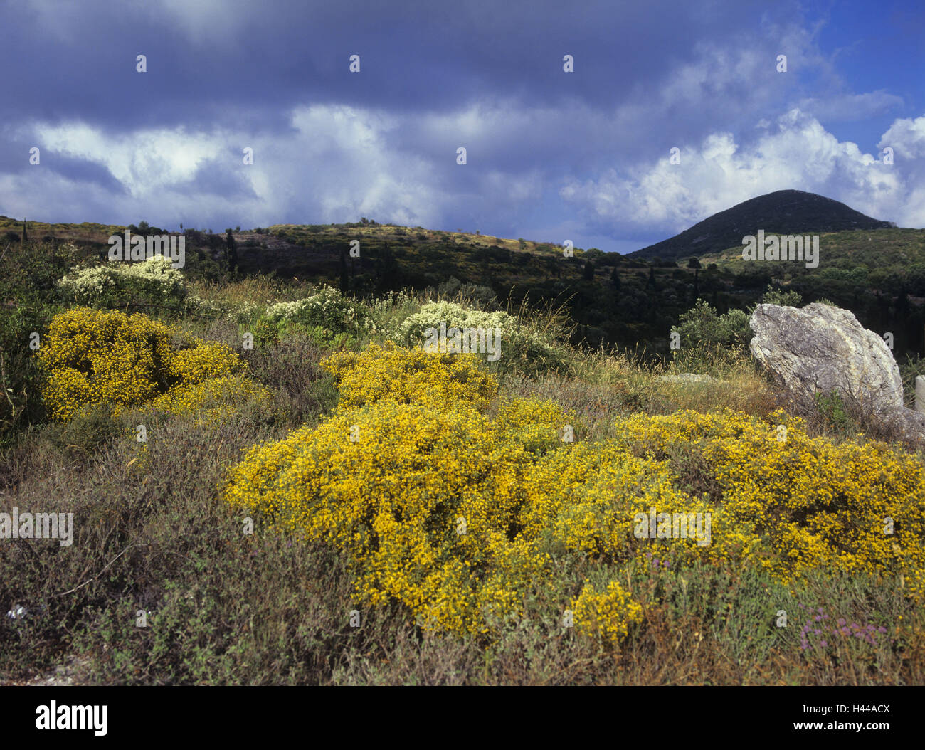 Grèce, îles Ioniennes, île de Corfou, paysages, balai, oranger, jaune, Banque D'Images