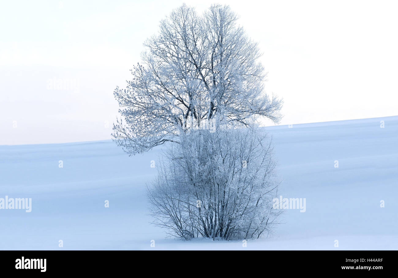 Paysage d'hiver, arbre, arbuste, gelée blanche, lumière du matin, l'hiver, l'Allemagne, Berlin, d'arbres à larges feuilles, la couleur de l'humeur, blanc, bleu, neige, gel, froid, froid, la nature, la solitude, la glace, l'échéance, personne, à l'hiver, hiver, gelé, neige-couvert, surface de neige, paysages, matin d'hiver, horizon, jour d'hiver, le silence, matin, l'atmosphère, la saison, Banque D'Images
