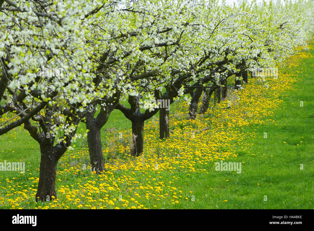 Série d'arbres fruitiers, prairie, fleurs, fleur, détail, période Banque D'Images