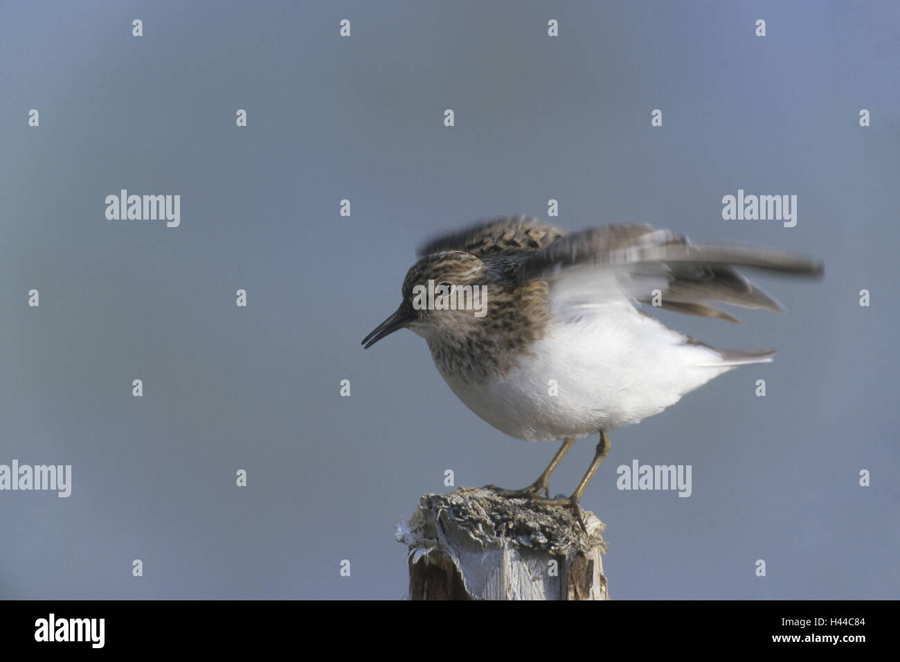 Calidris temminckii, Temminckstrandläufer, les ailes battantes, s'asseoir, Banque D'Images