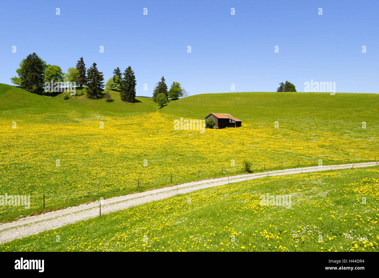 L'Allemagne, en Bavière, à l'Est de l'Allgäu, décor avec pieds, Banque D'Images