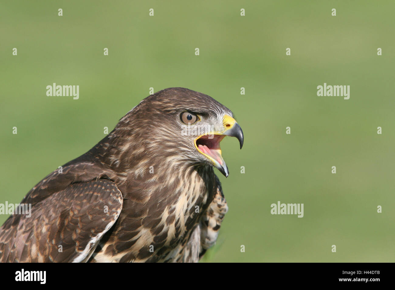 Buse variable, Buteo buteo, portrait, animal, oiseau, proie, plumage, portrait d'animaux, cris, Snabel, ouvert, Allemagne, Falcon, 1, parc de l'oiseau, Marlow Banque D'Images