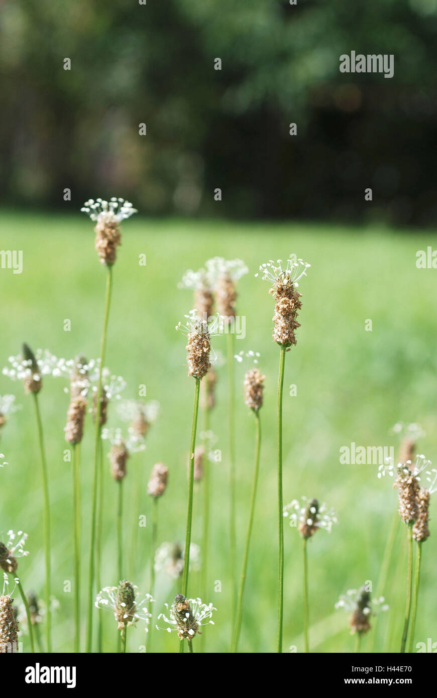 Pré, l'herbe, détail, Banque D'Images