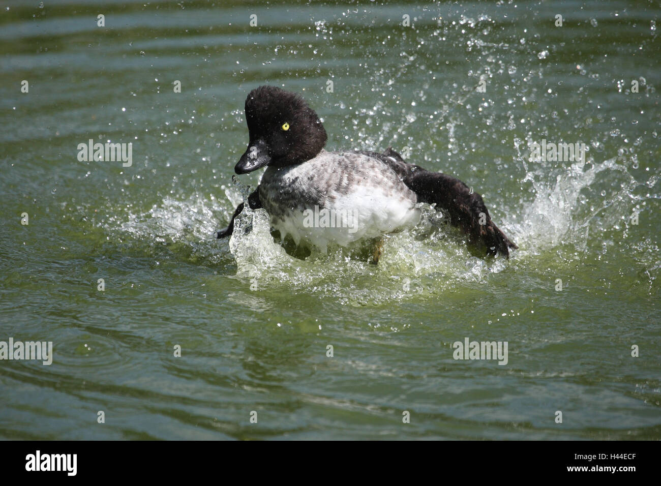 Lac, Schellente, Bucephala clangula, Banque D'Images