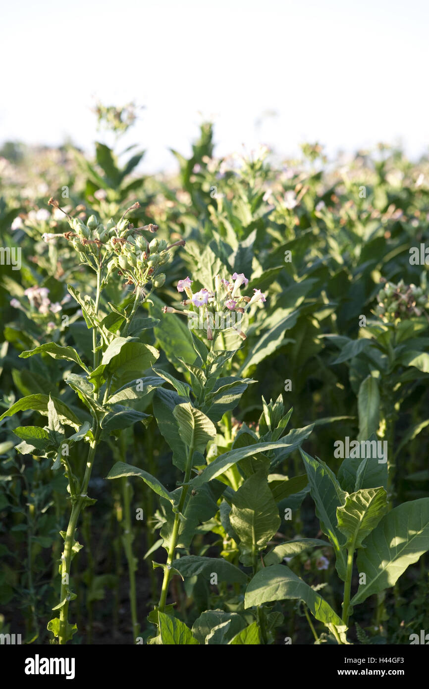 La Turquie, la mer Noire, les plants de tabac, Banque D'Images