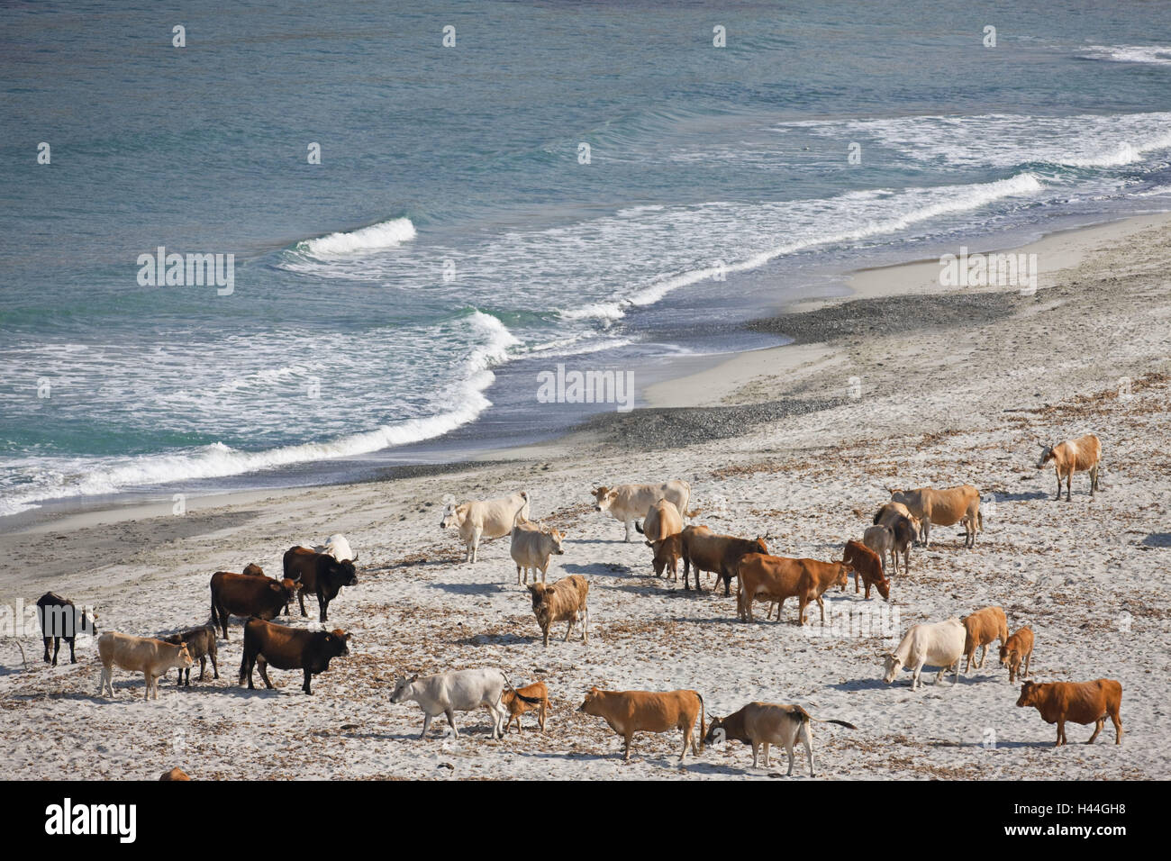 France Corse Plage Ogliastro Vaches Banque Dimages