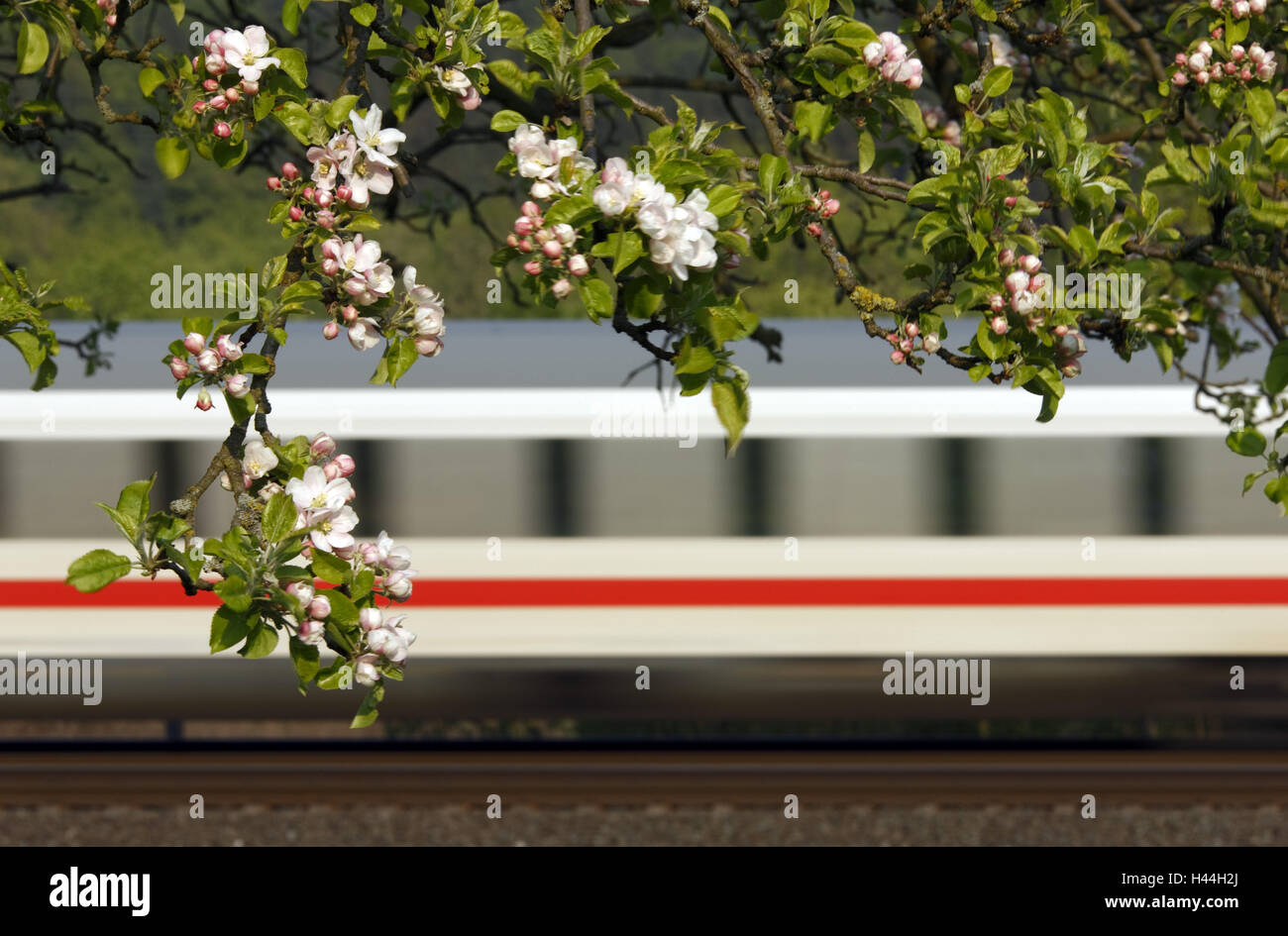 Fruit-tree, détail, branches, fleurs, billet train, passer devant, flou, Banque D'Images