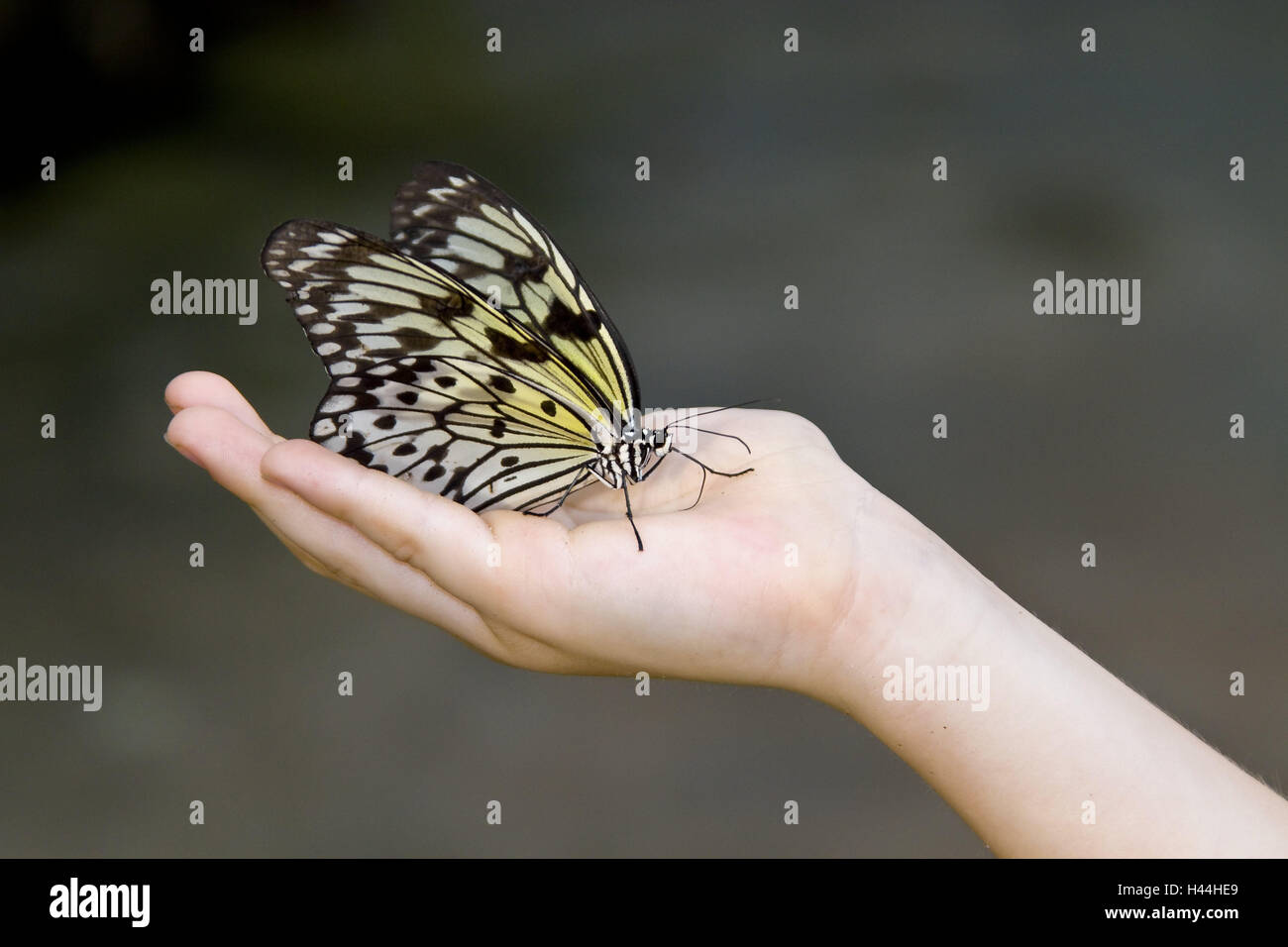 Par contre, enfant, papillon, Papillon guards, île de Phuket, Thaïlande, Asie du Sud-Est, Asie, Papillon, papillons, gardiens de la faune, le monde animal, les insectes, et de Koh, nature, Phuket, butterfly, butterfly's garden, Asie du Sud-Est, Südthailand, Thaïlande, Thai Banque D'Images