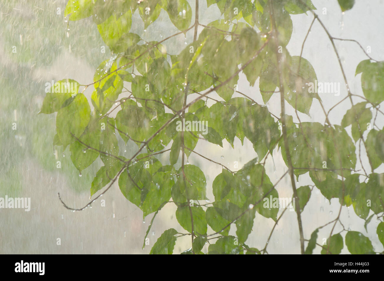 Arbre à grandes feuilles, des branches, des feuilles, de la pluie, Banque D'Images