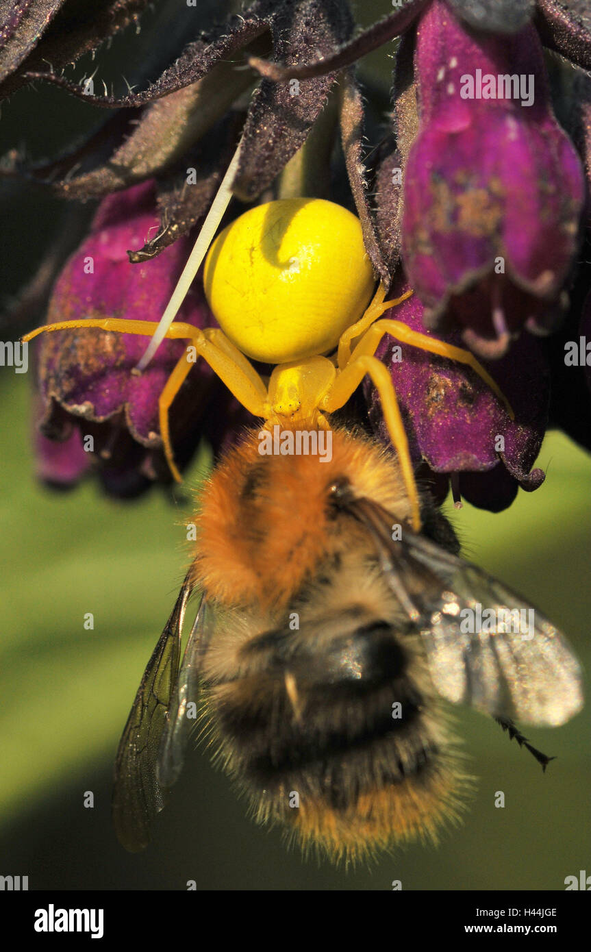 Broche crabe Variable, jaune, femme avec les proies, Bumblebee, blossom, Banque D'Images