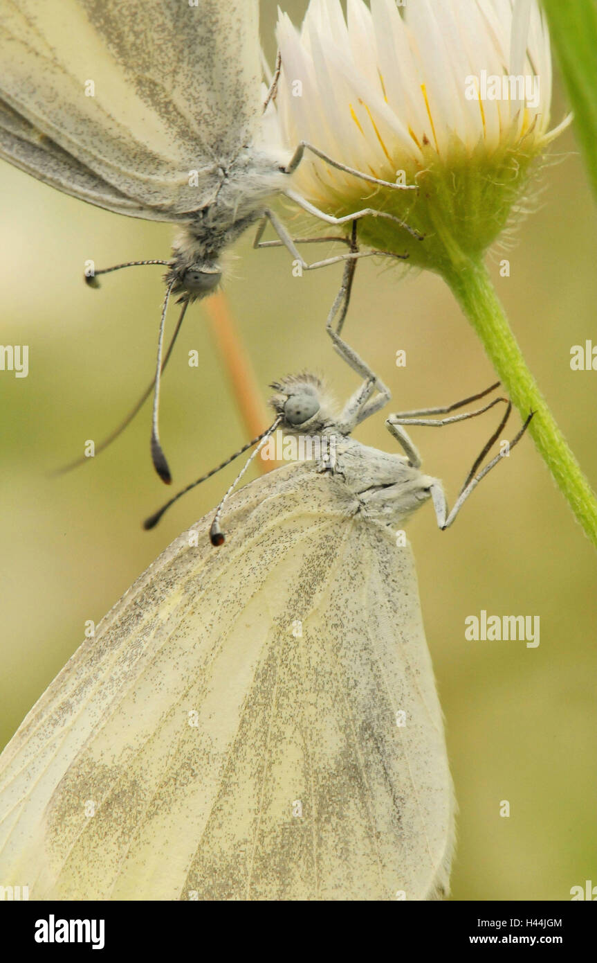 Les papillons blanc en bois, deux, l'accouplement, close-up, Banque D'Images
