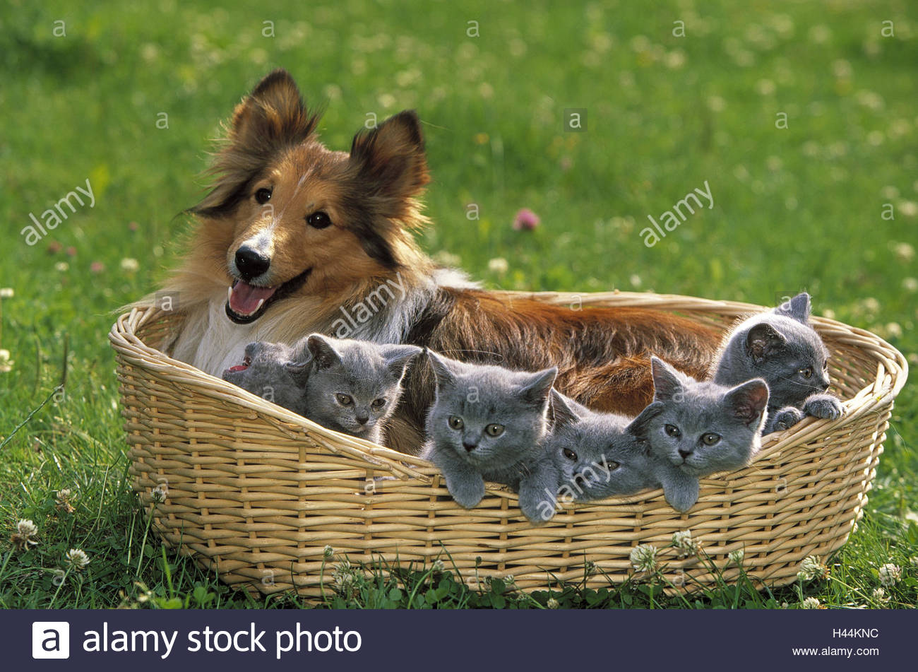Pré Panier Chien Sheltie Chatons En Cheveux Courts