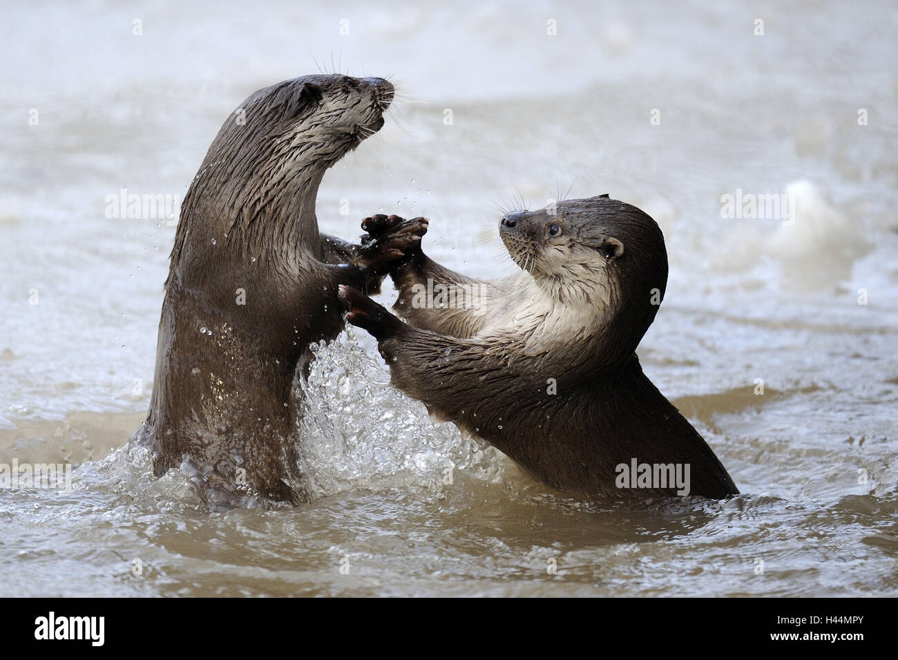La loutre d'Europe, Lutra lutra, Viper, hiver, glace, neige, captive, lutte, Banque D'Images