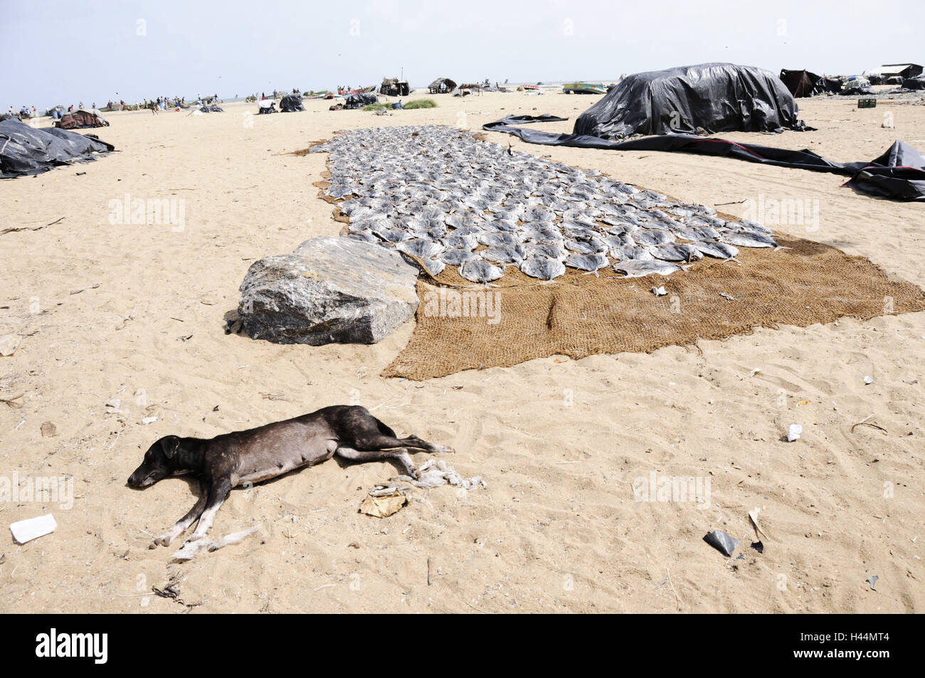 Chien, plage, mensonge, sécher le poisson séché, le Sri Lanka, Banque D'Images