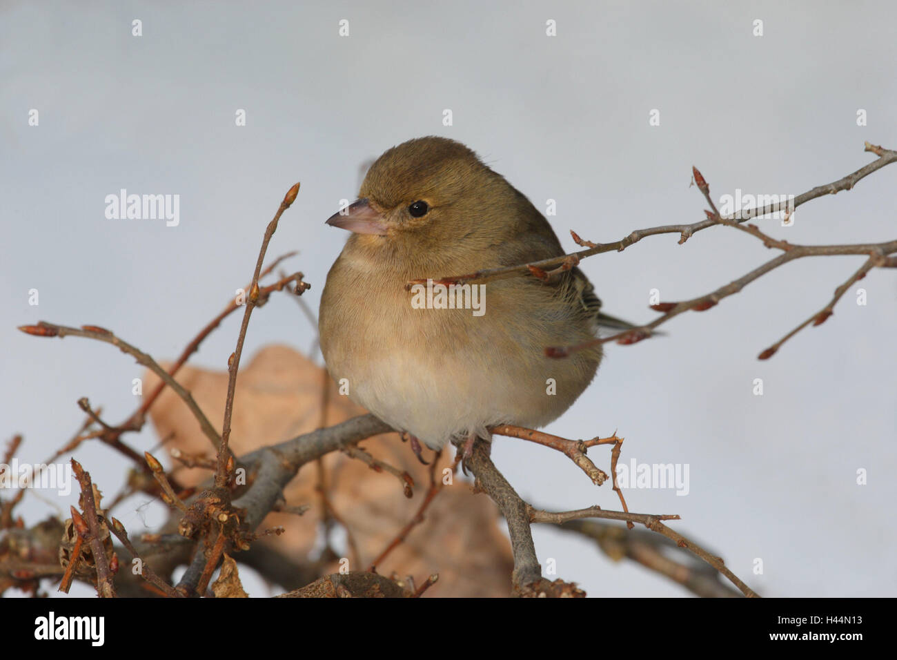 Chaffinch, branche, s'asseoir, side view, oiseau, Songbird, Finch, noble Finch, Sparrow's birds, Winters, animal sauvage, animal, format Paysage, Allemagne, Banque D'Images