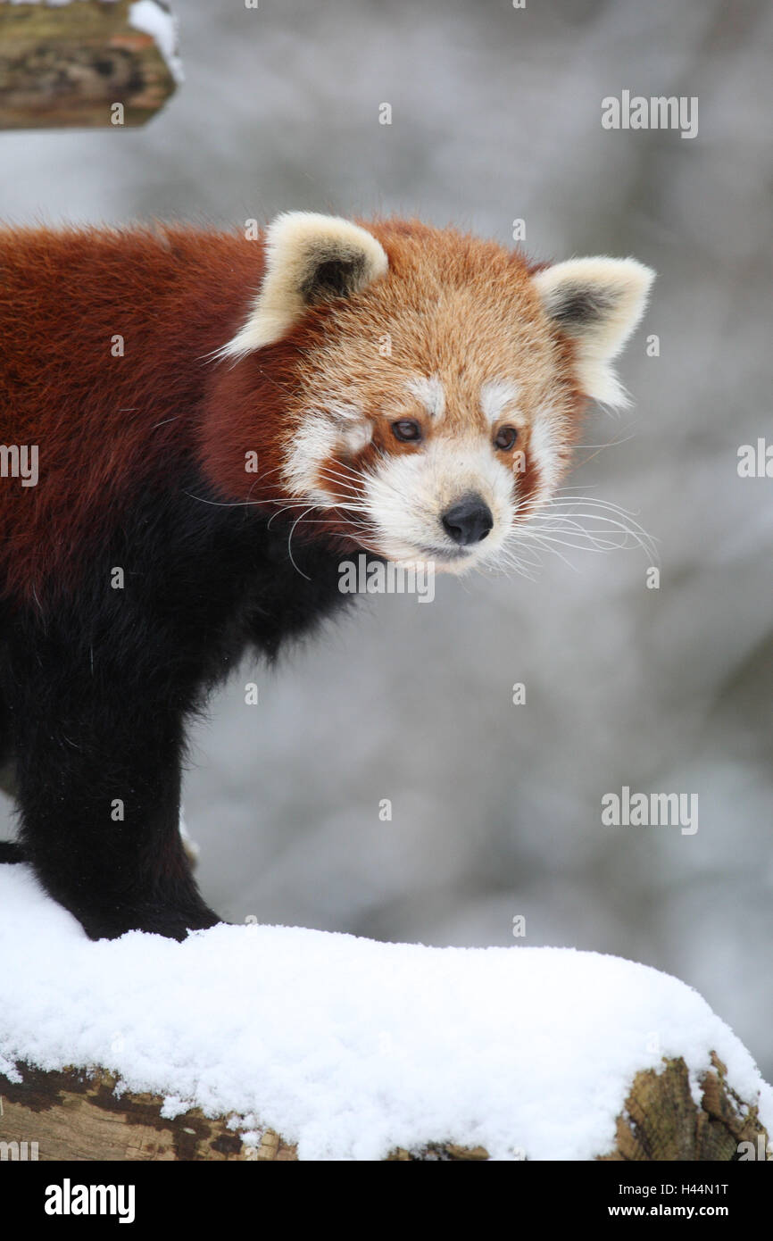Le panda rouge, Ailurus fulgens, portrait, hiver, neige, Banque D'Images