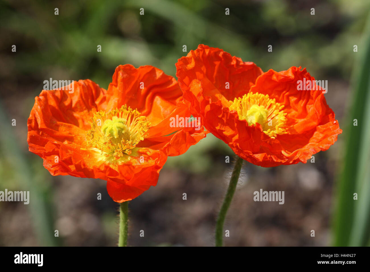 Clap les graines de pavot, Papaver rhoeas, Banque D'Images