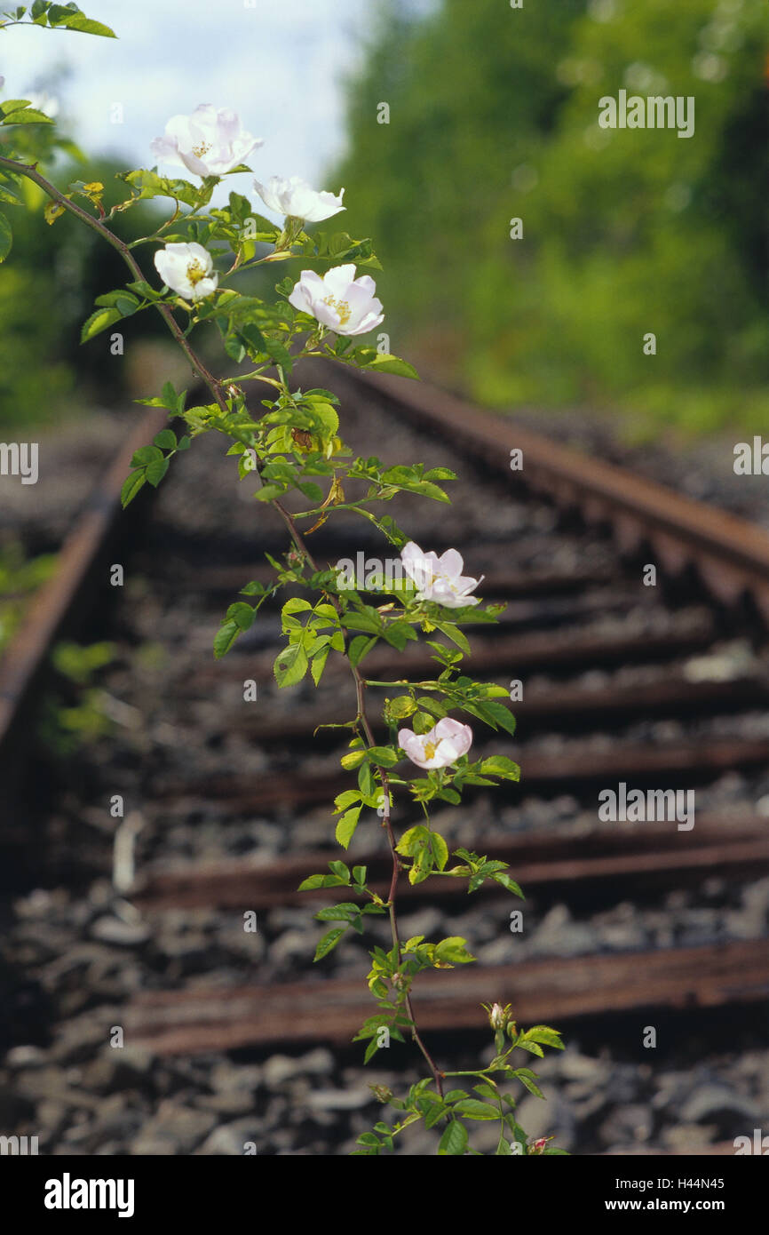 Direction générale de la rose sauvage, Wild rose, roses, roses sauvages, branche, vrille, feuilles, fleurs, rose, personne n', plantes, sauvagement, le grade, la croissance de l'été, personne ne, Banque D'Images