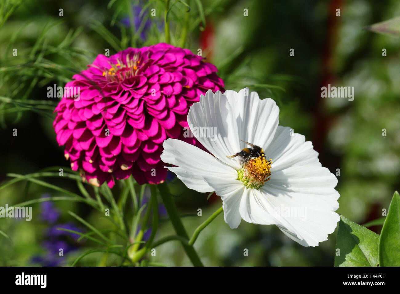 Fleurs, Kosmee, zinnia, fleurs, rose, blanc, Banque D'Images