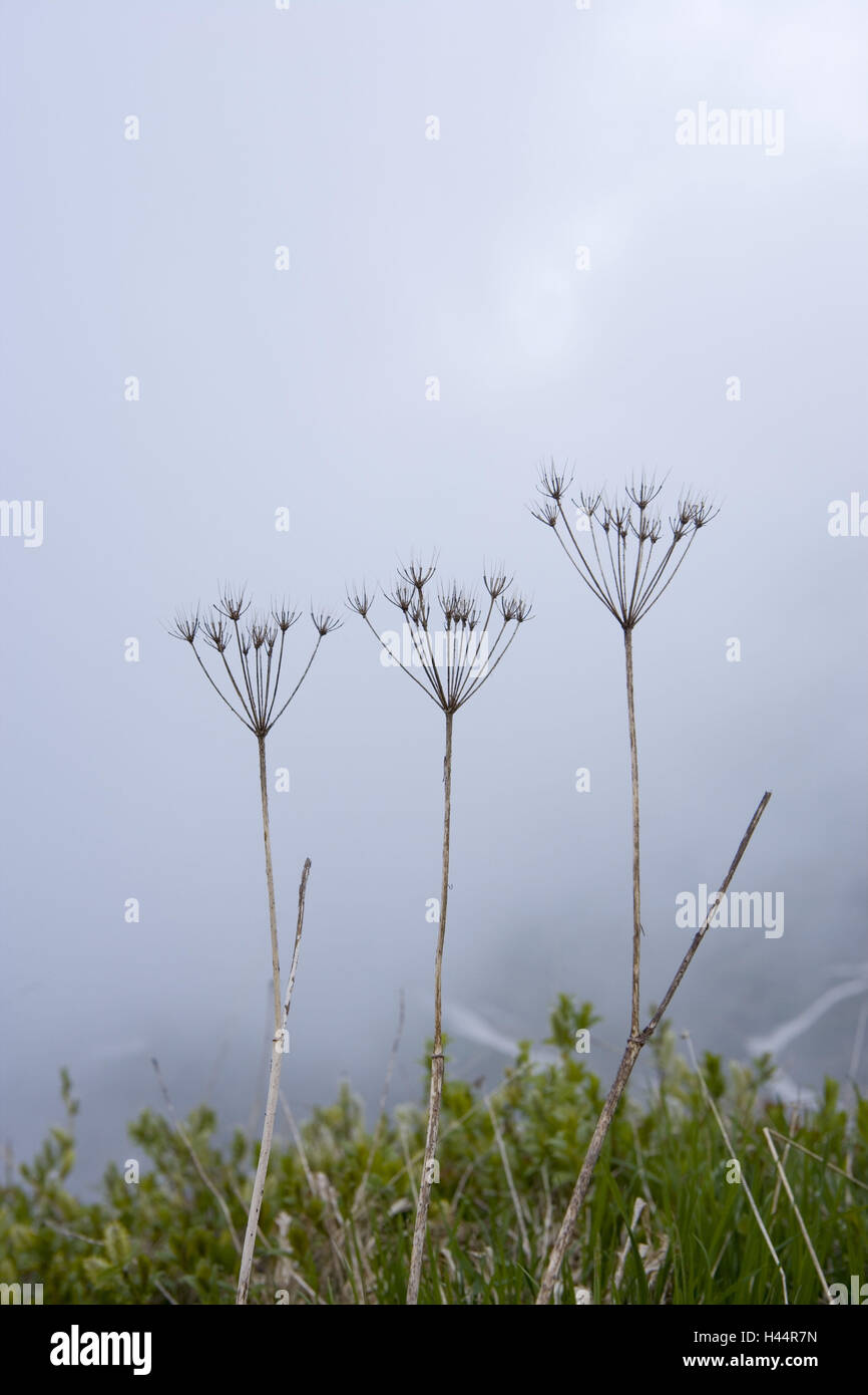 Le brouillard s'est évanoui, fleurs de montagne, paysage de montagne, Banque D'Images