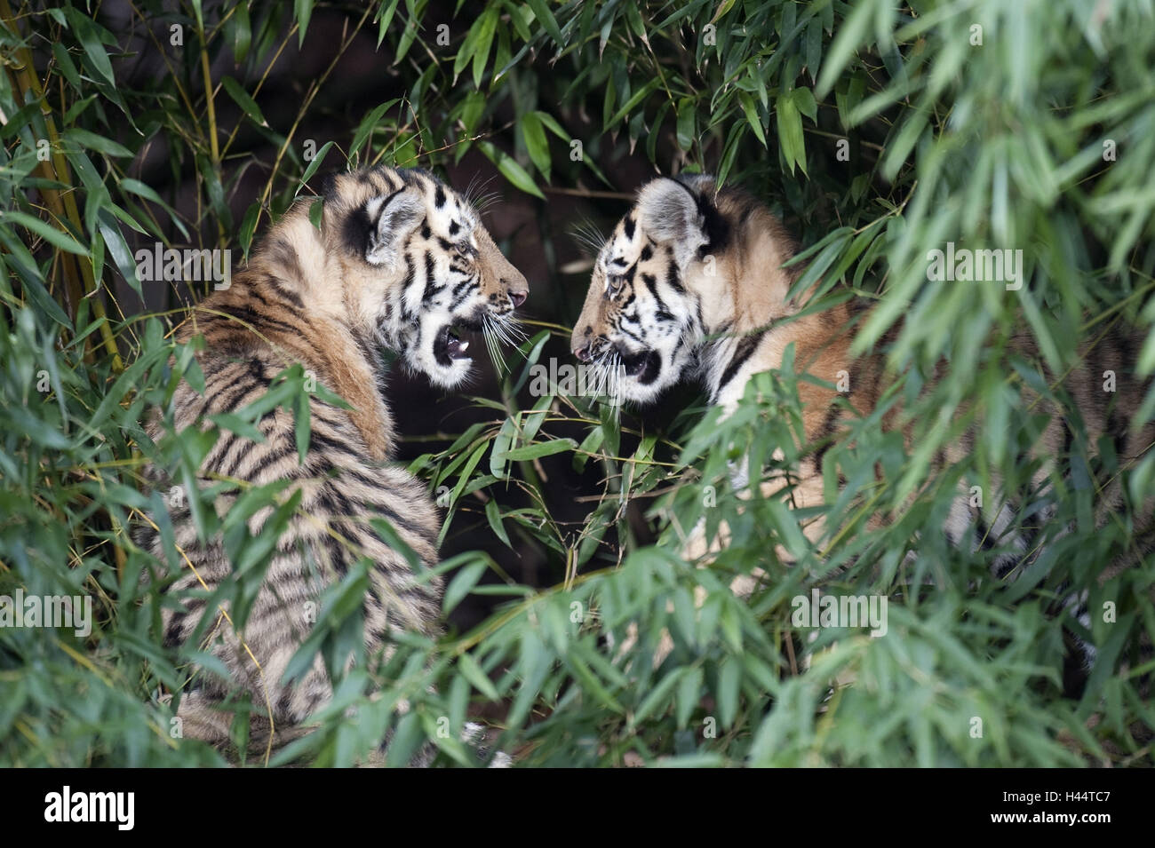Tigres de Sibérie, Panthera tigris altaica, les jeunes animaux Photo Stock Alamy