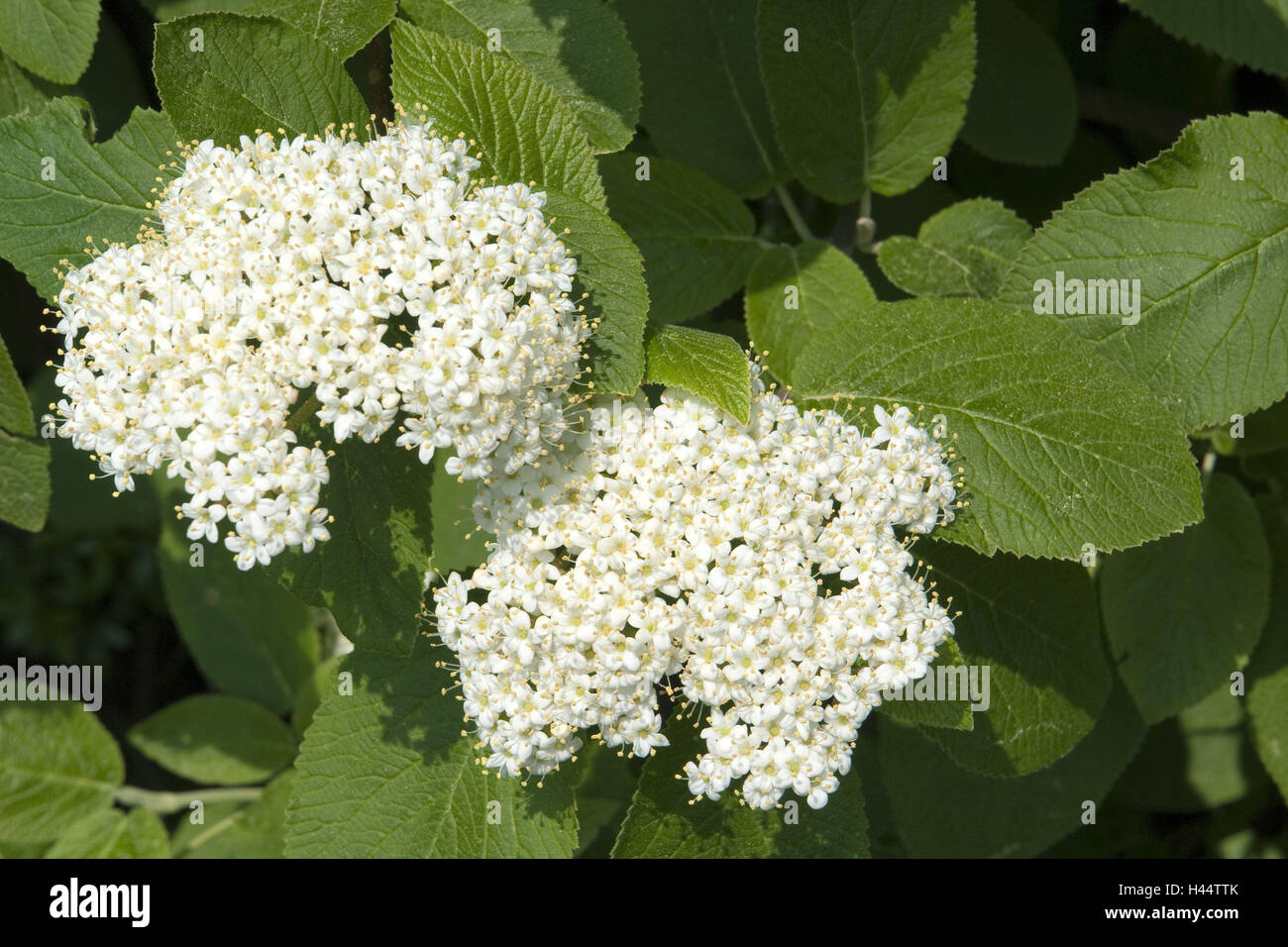 Arbuste, boule de neige Viburnum lantana, laineux, détail, feuilles, fleurs, blanc, arbuste, plante herbacée, musc, plante, arbuste boule de neige, nature, fleur, fleur de la période, l'Allemagne, Bade-Wurtemberg, arbuste d'ornement, bois, bois Banque D'Images