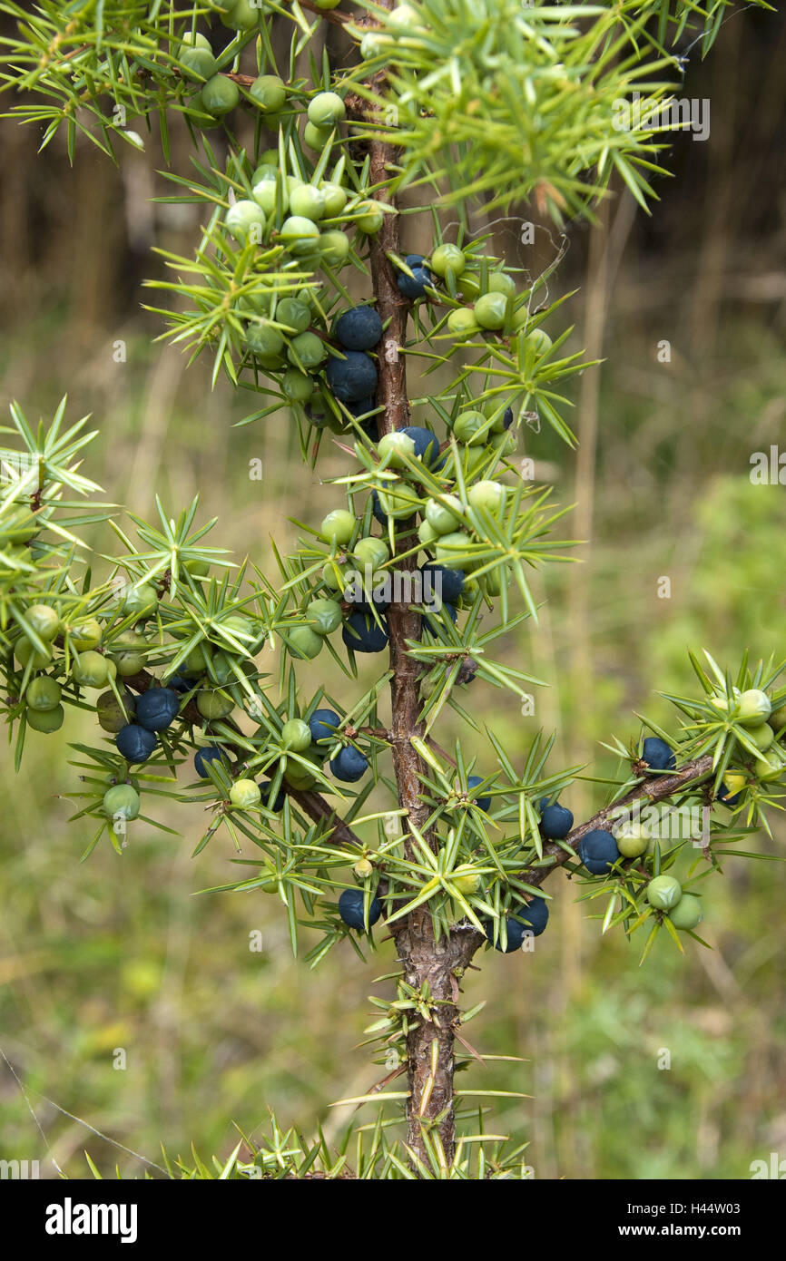 Genévrier commun, Juniperus communis, berry, baies de genévrier, de petits fruits, baies, fruits, baies, bouchons personne commune, plantes médicinales, Juniperus communis, faux berry, cauchemar de la Souabe, de l'arbuste, genévrier, baies de genièvre, cyprès, plantes, mûres, l'imma Banque D'Images