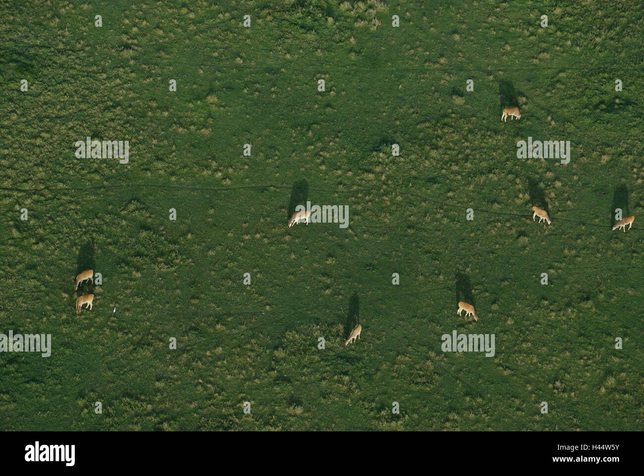 Afrique, Kenya, Masai Mara, herbage, Elk's antilopes, Taurotragus oryx, vues aériennes, Banque D'Images