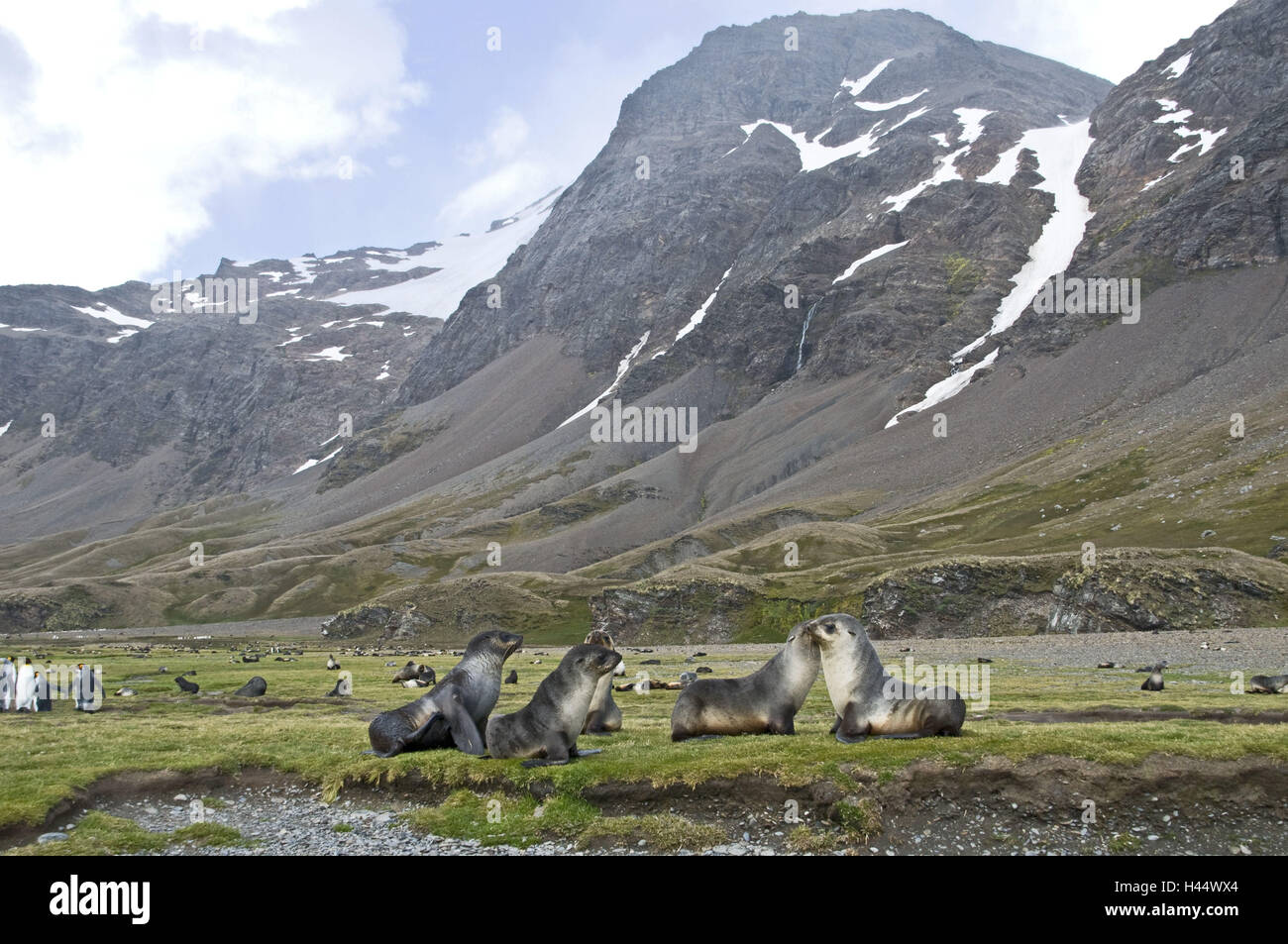 , Südgeorgien Fortuna-Bay Pelzrobben, Arctocephalus tropicalis, King's, pingouins, Aptenodytes patagonicus, paysages, Banque D'Images