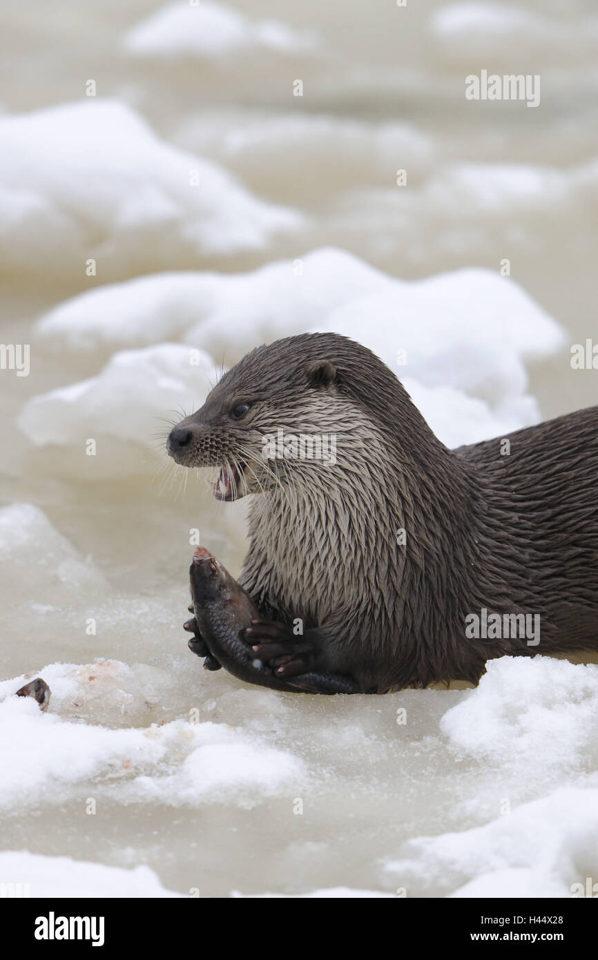 Loutre d'Europe, Lutra lutra, hiver, Banque D'Images