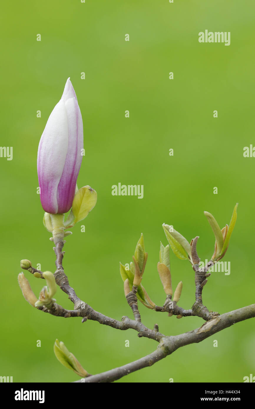 Magenta magnolia, Magnolia denudata, Banque D'Images