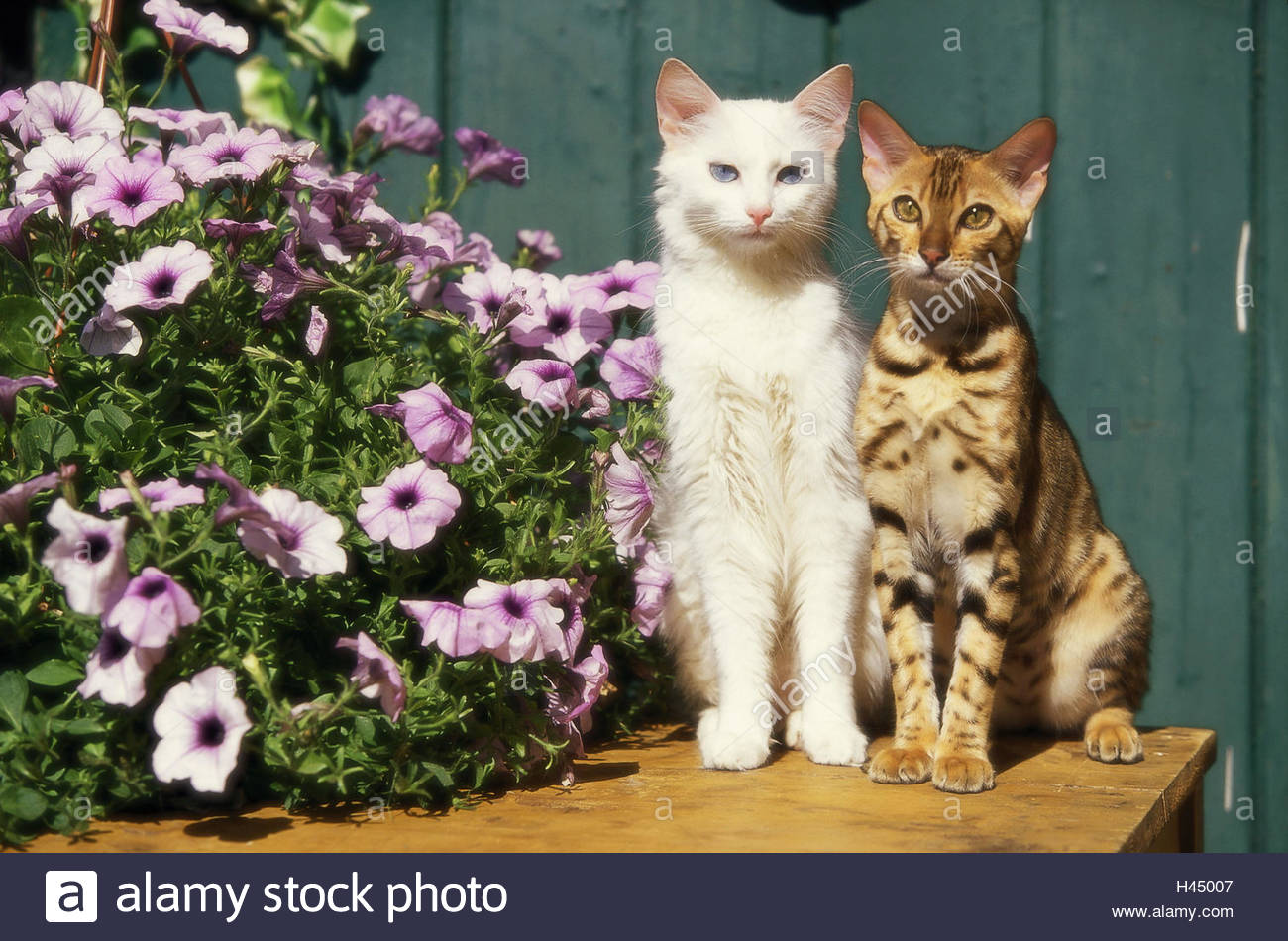 Les Chats Bengale Angora Turc Assis Côte à Côte D