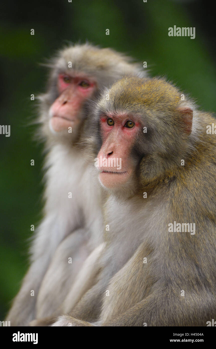 Macaque japonais, Makaka fuscata, deux animaux, portrait, Japon, Nagano, Japanmakak, snow monkey, singe, mammifères, animaux sauvages, les animaux, l'ordre des primates, monde animal, le comportement, l'observation, la vigilance, côte à côte, de la faune, profil, side view, portrait Banque D'Images