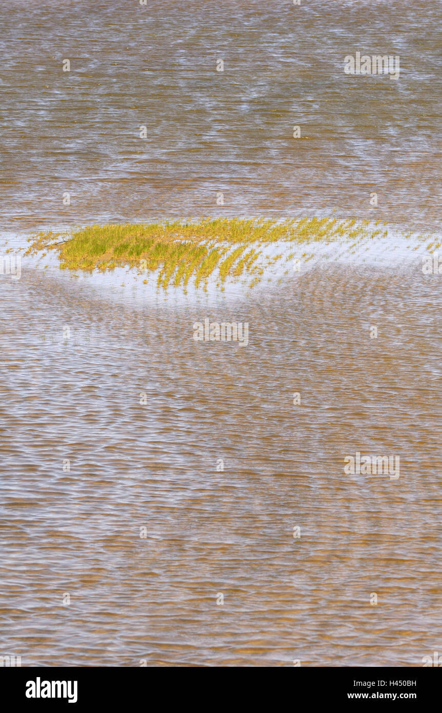 Lac, l'eau, l'île grass, island, herbe, vagues, gondolé, vent, surface de l'eau, eaux, piscine, bas-fonds, hauts-fonds, zone, clairement, port purement, la saison, l'été, les plantes, la nature, l'inondation, zone inondable, champ, destruction, Banque D'Images