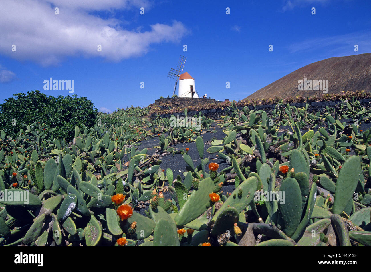L'Espagne, les Canaries, Lanzarote, l'île jardin de cactus, figue cactus, moulin à vent, Banque D'Images