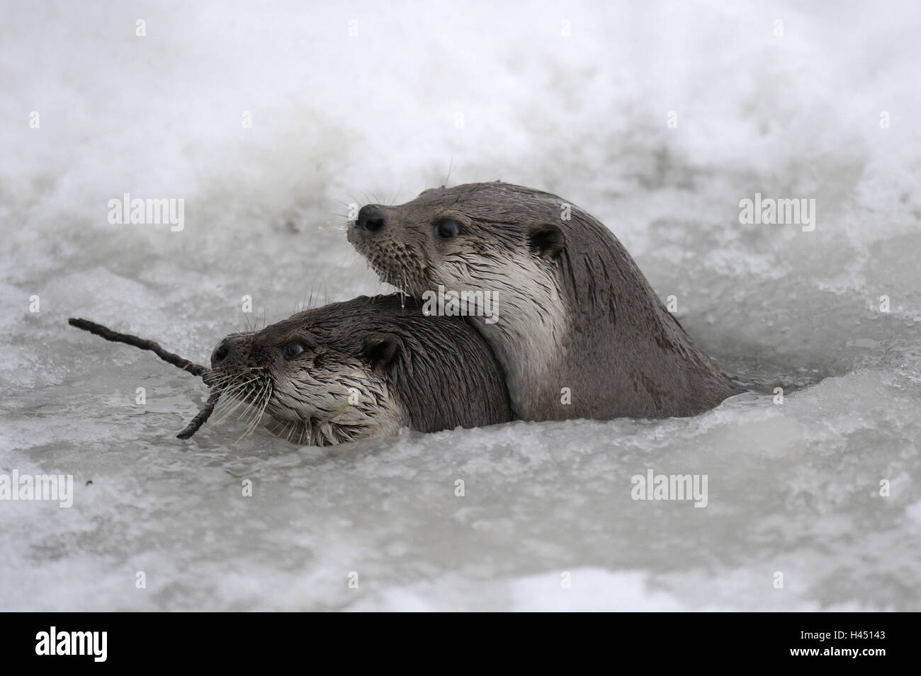 La loutre d'Europe, Lutra lutra, Viper, hiver, glace, neige, captive, trou, attention, Banque D'Images