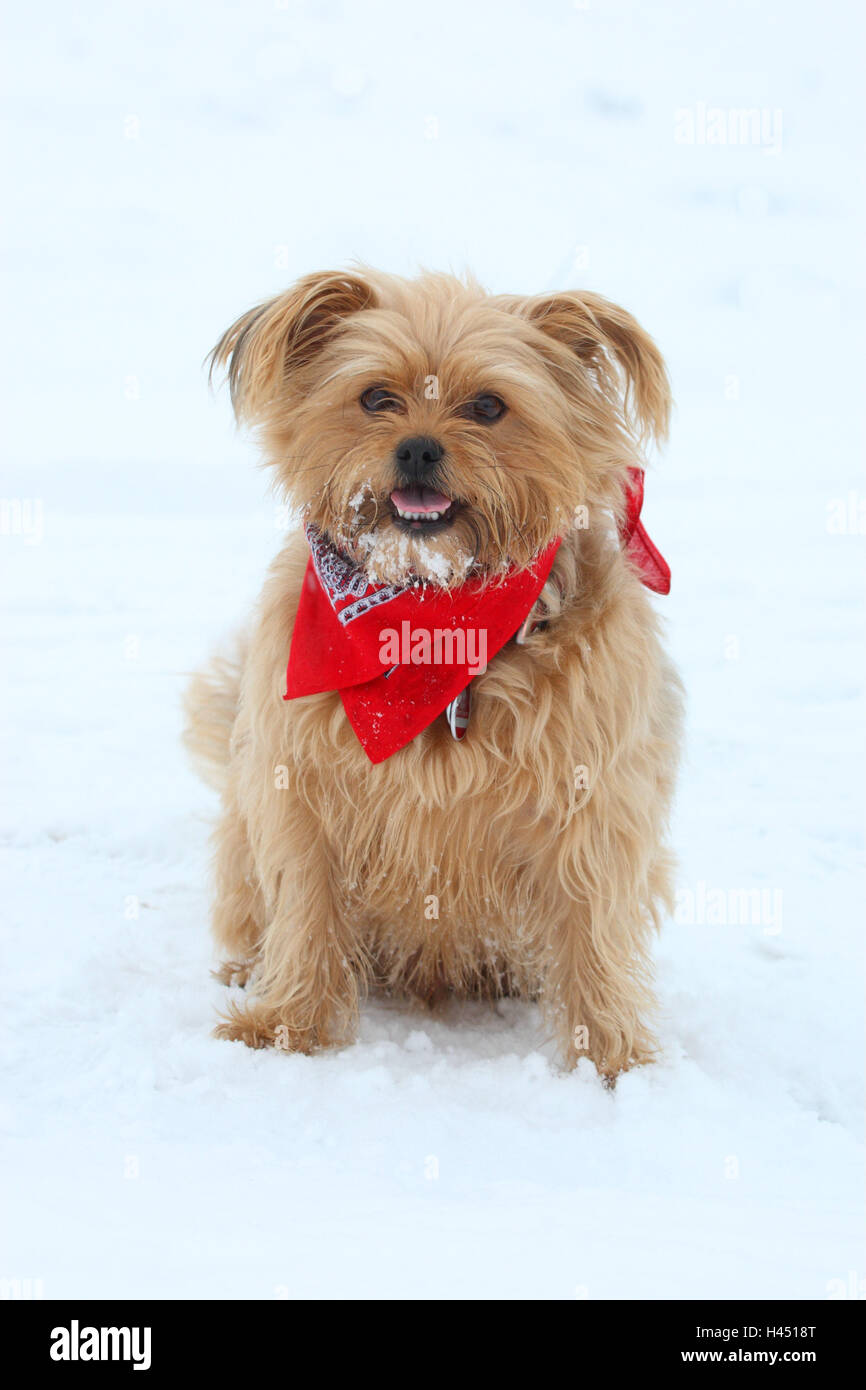 Chien hybride, de la neige, s'asseoir, voir l'appareil photo, mammifère, animal, chien, animal, hybride, foulard, rouge, hiver, Banque D'Images