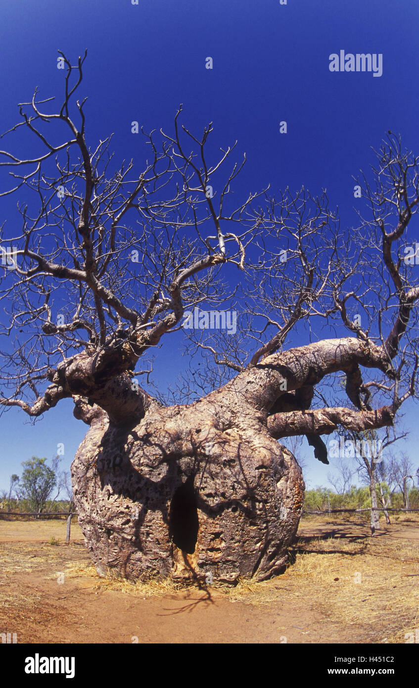 L'Australie, Boab tree, tronc, trou, entrée privée, Banque D'Images