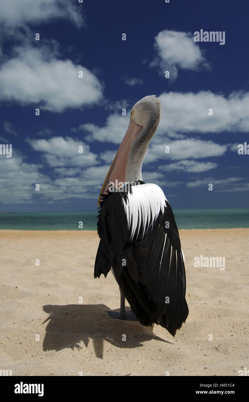 L'Australie, Pelican, plage, Banque D'Images