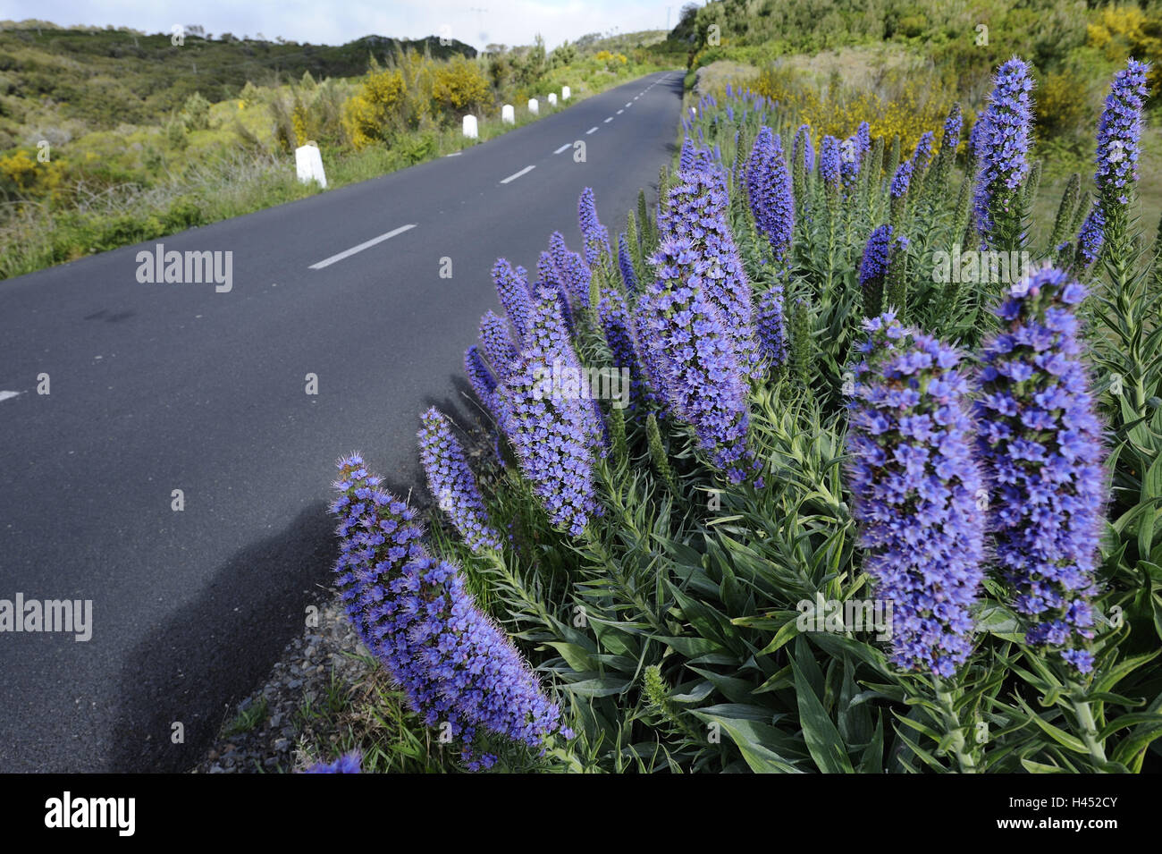 Fleurs en bordure de route Banque de photographies et d'images à haute  résolution - Alamy