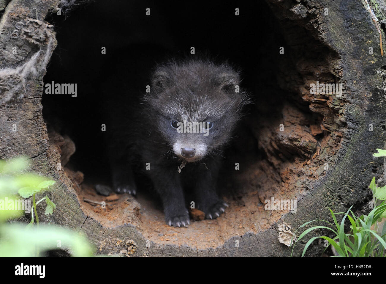 Le chien de la martre, Nyctereutes procyonoides, jeune animal, tronc, concave, jouer, Banque D'Images