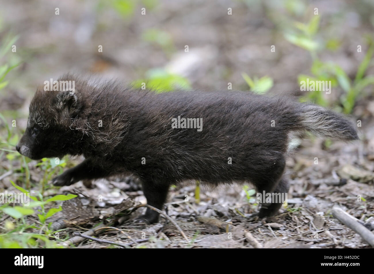 Le chien de la martre, Nyctereutes procyonoides, jeune animal, le mouvement, la vue latérale, Banque D'Images